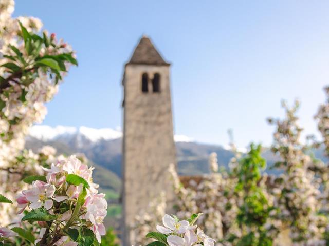 fruehling-bluete-st-prokulus-kirche-tg-naturns-fotostudio-2000-11