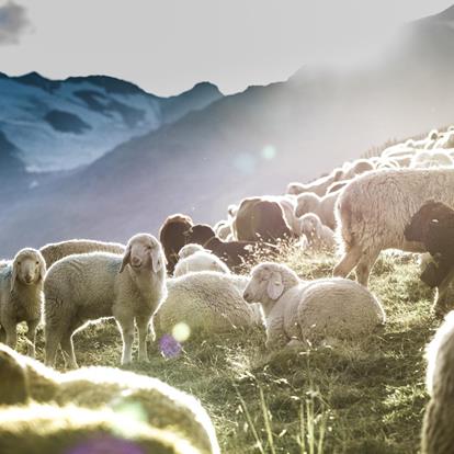 Feste dei pastori