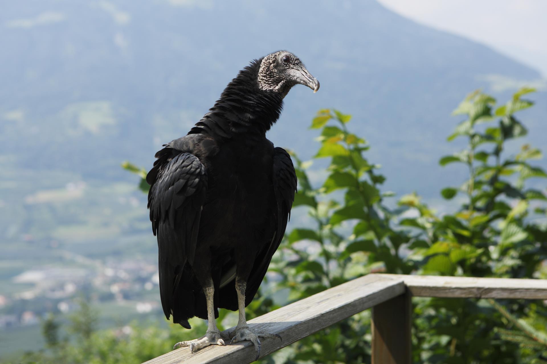 Natur&Kultur-Vogelpflegezentrum-Dorf-Tirol-fb[3]