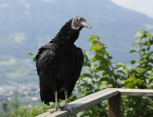 Natur&Kultur-Vogelpflegezentrum-Dorf-Tirol-fb[3]