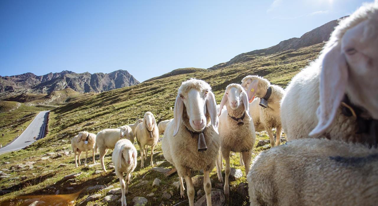 ASSOCIAZIONE DEGLI ALLEVATORI DI PECORE DELLA VAL PASSIRIA