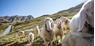 Associazione Allevatori di Pecore
