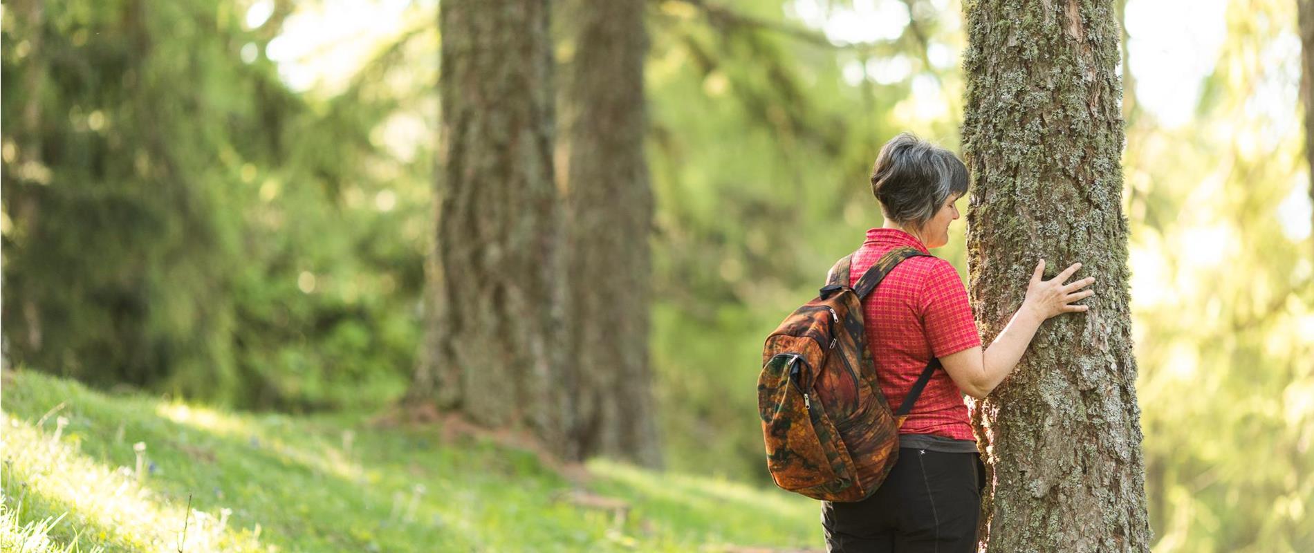 Alpine Forest Bathing in Merano and Environs