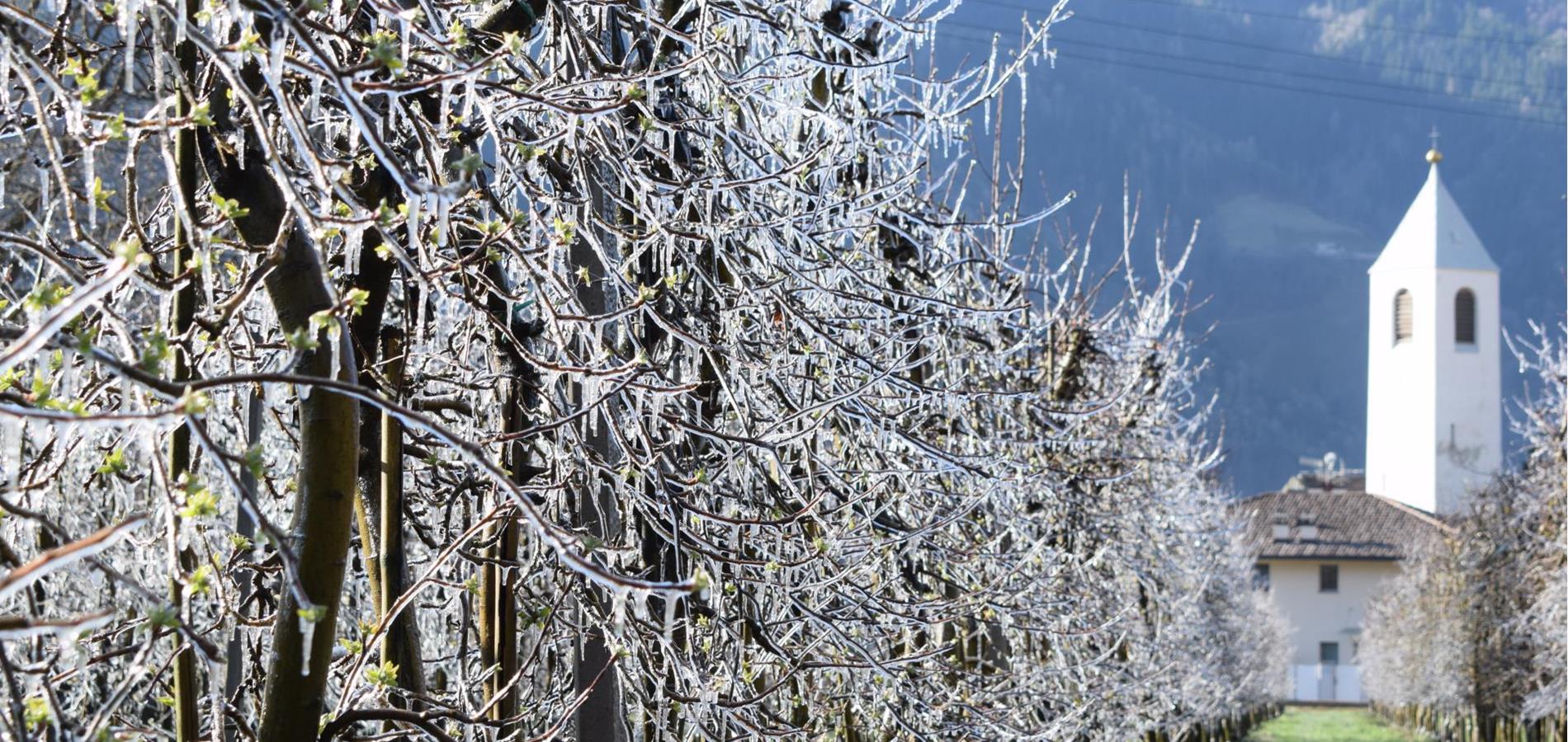 Naturspektakel Apfelblüte und Eisblüte