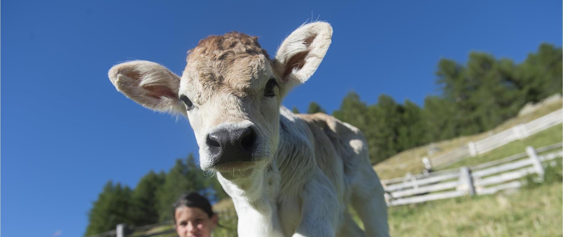 Vacanze in famiglia in Val Senales