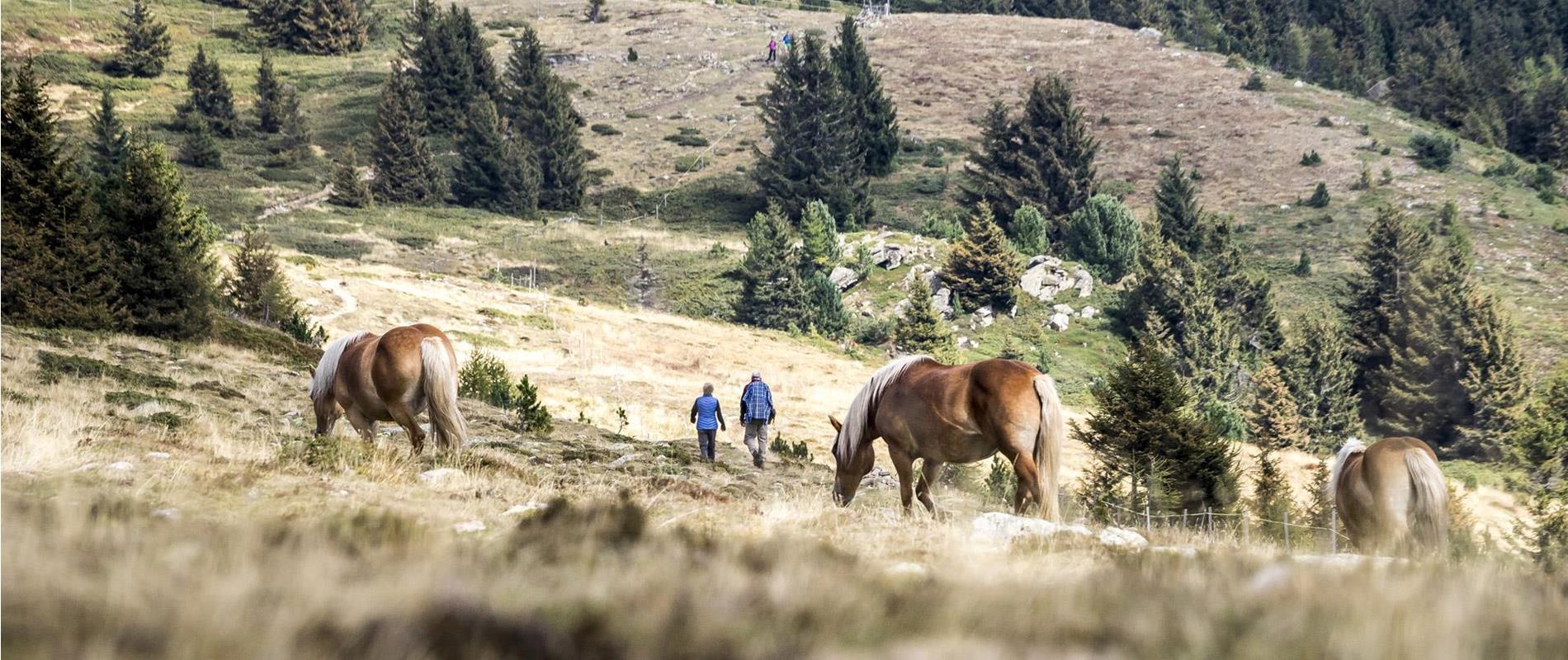 Urlaub am Vigiljoch im Meraner Land