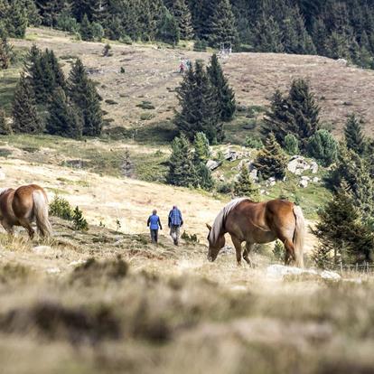 Urlaub am Vigiljoch im Meraner Land