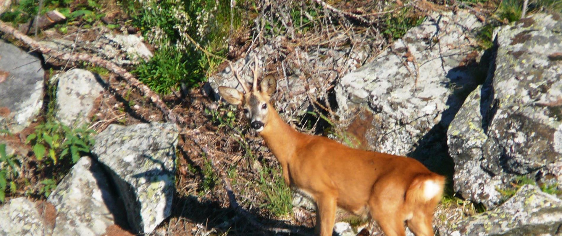 La fauna nel Parco naturale Gruppo di Tessa