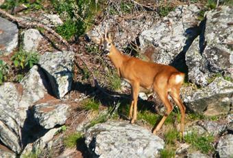 Die Fauna im Naturpark Texelgruppe