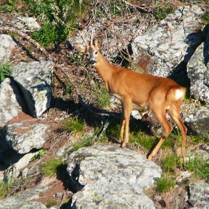 La fauna nel Parco naturale Gruppo di Tessa