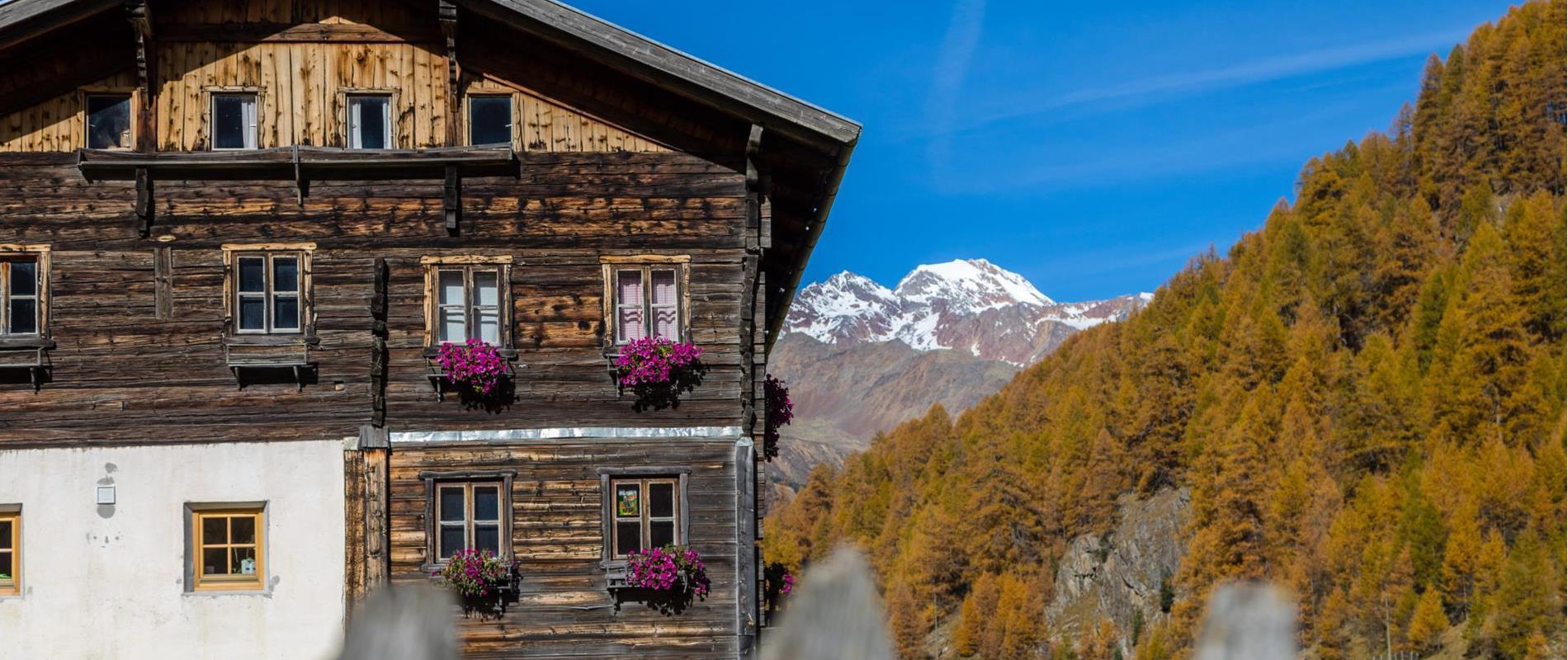 I masi in Val Senales