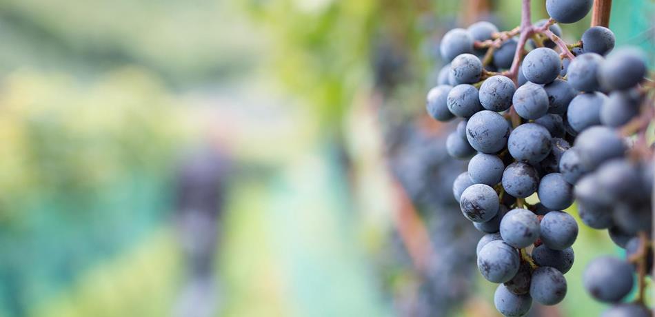 WineCulture of Marlengo