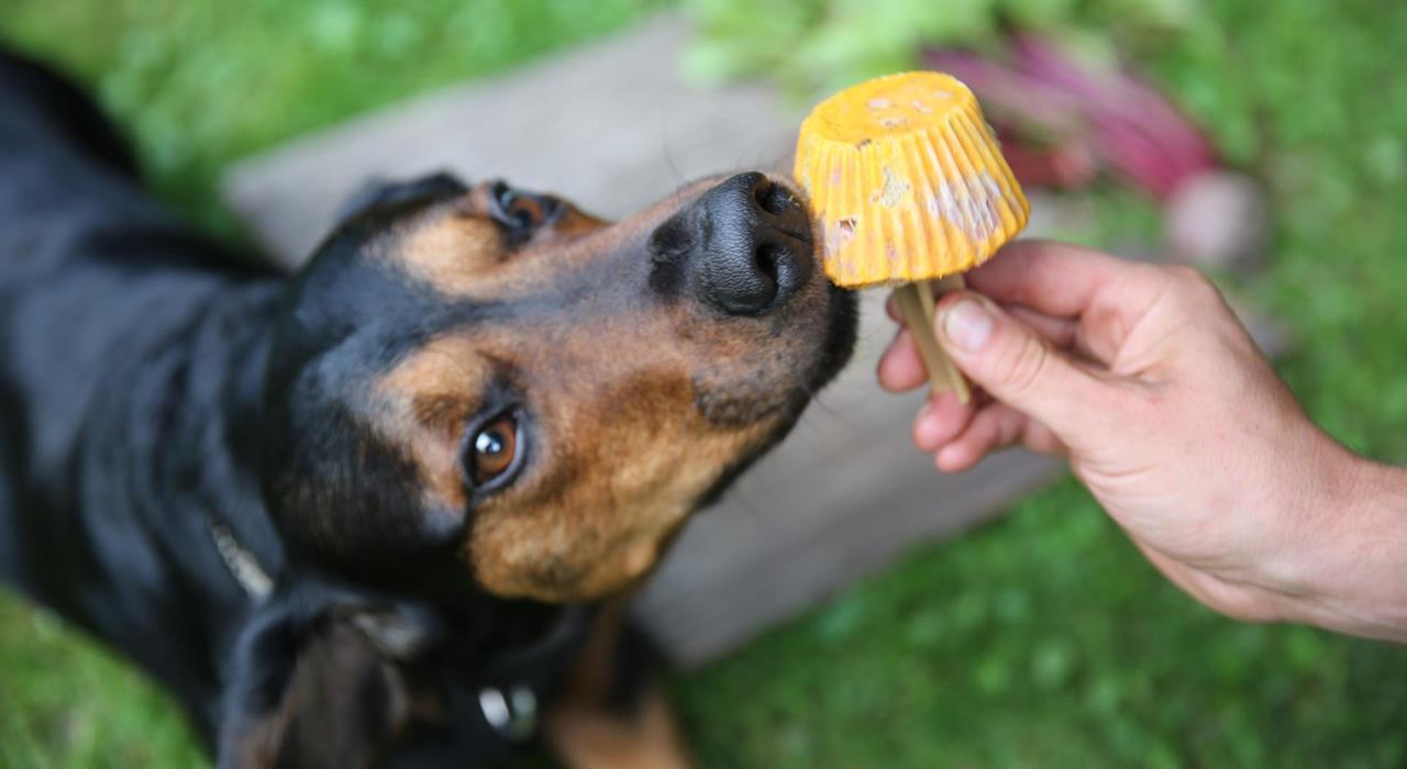 Gelato per cani