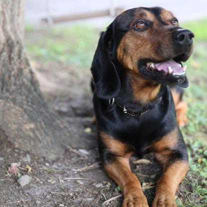 Urlaub mit Hund in Partschins