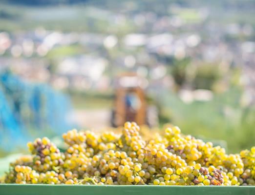 tg-naturns-maria-gapp-falkenstein9
