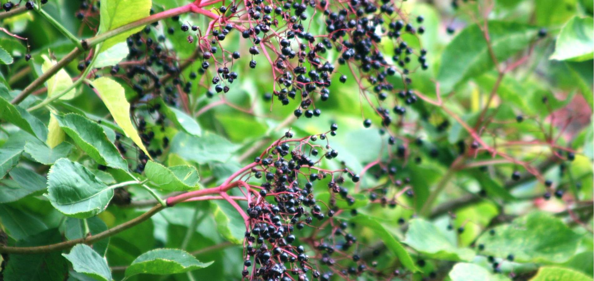 Elderberry syrup (Holermulli)