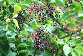 Elderberry syrup (Holermulli)