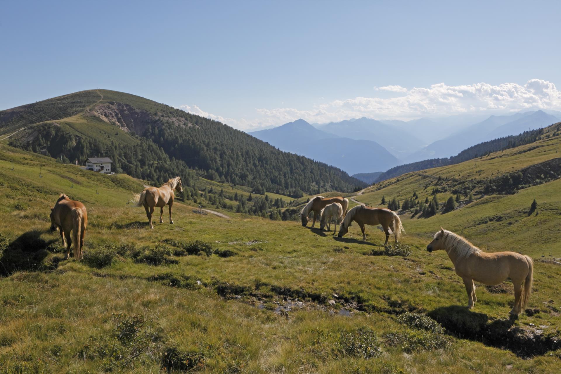 1-reiten-in-hafling-tvhafling-frieder-blickle