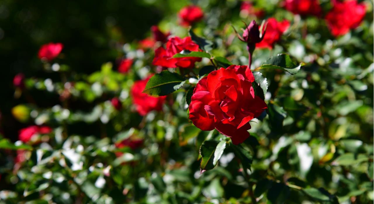 Rosendorf-Garten-Nals-am