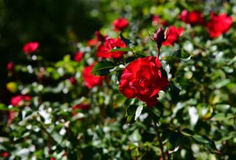 Nalser Rosentage - Rund um die Rose