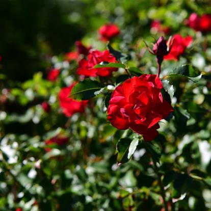 Rose day in Nalles - If They Are Roses, Then They Will Bloom