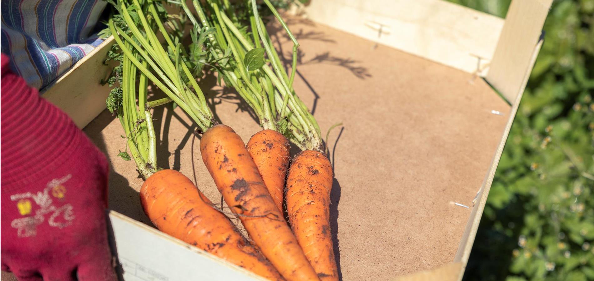 Our producers: vegetables from the Spitaler farm in Vöran