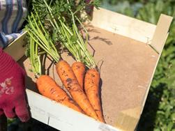 I nostri produttori: verdure dal maso Spitaler a Verano