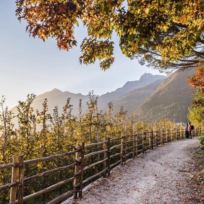 De wijnroute in Tirolo