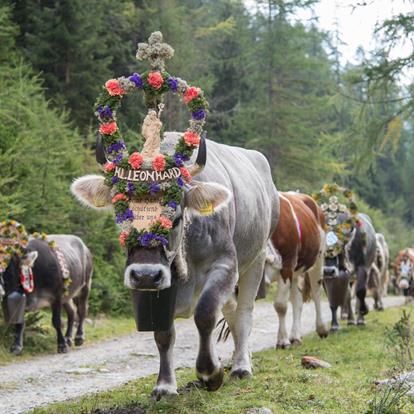 Cattle drives in the Ultental valley