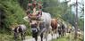 Cattle drives in the Ultental valley
