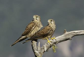 The kestrels of Partschins