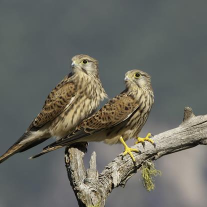 Feathered lodgers in Partschins