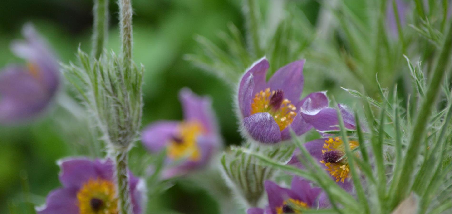 Gewöhnliche Küchenschelle - Pulsatilla Vulgaris