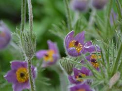 Gewöhnliche Küchenschelle - Pulsatilla Vulgaris