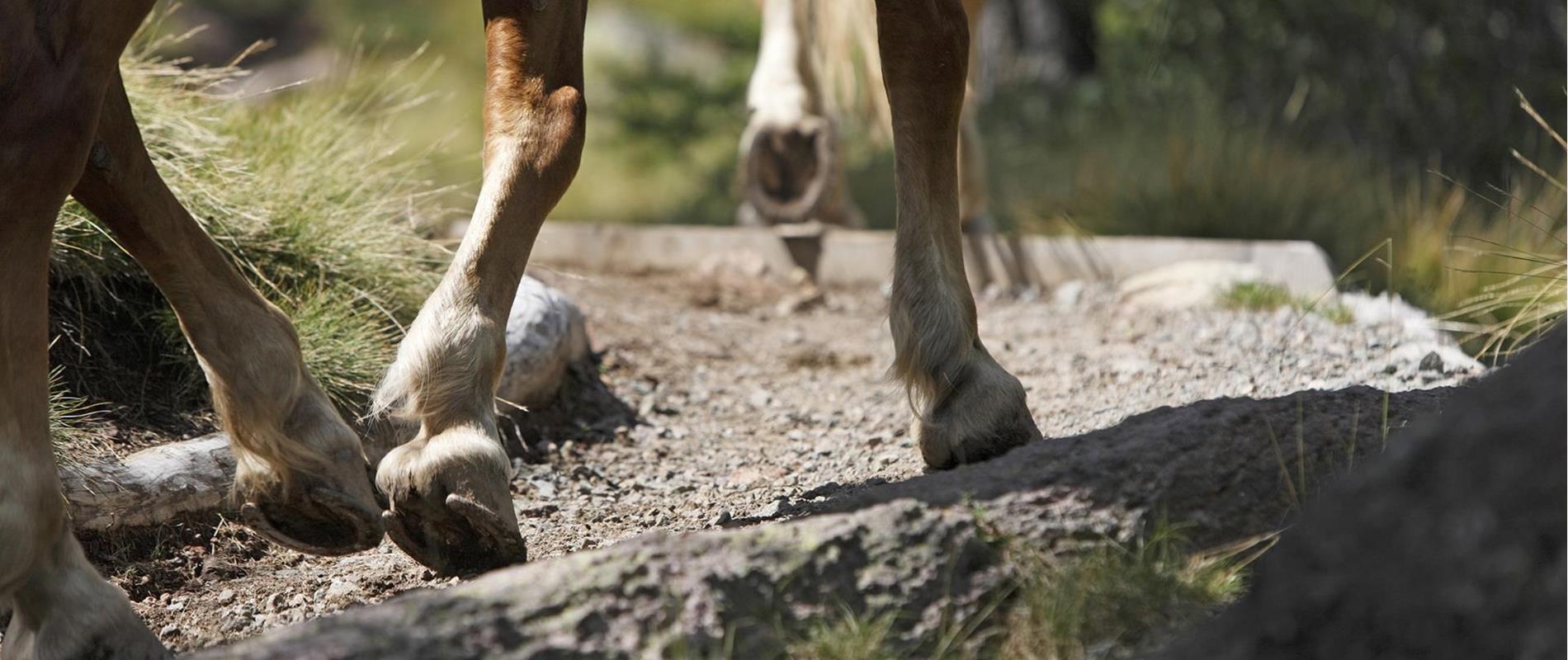 Equitazione-Sentiero-del-cavallo-Avelengo-Verano-Merano2000-fb