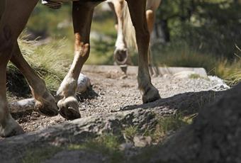 A passo con i cavalli Haflinger ad Avelengo, Verano e Meran 2000