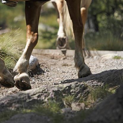 Horse riding with Haflinger horses at Hafling, Vöran and Meran 2000