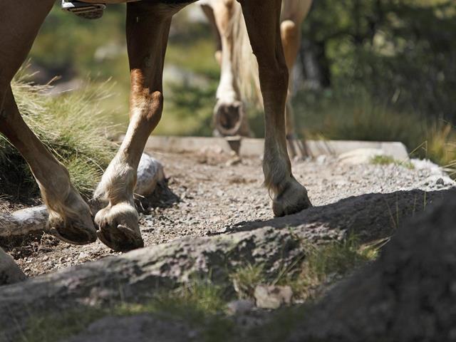 Unterwegs mit Haflinger Pferden in Hafling, Vöran und Meran 2000