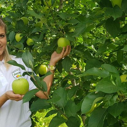 Giuded apple tours at the Grieserhof