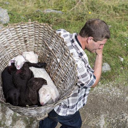 The transhumance of the returning sheep herds in Parcines