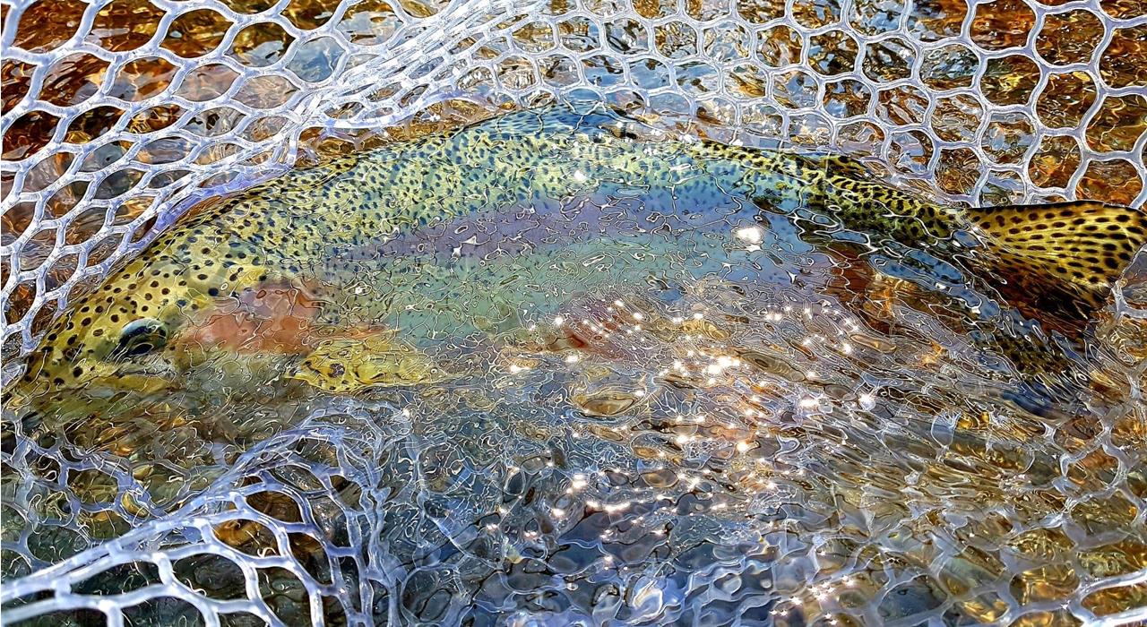 ASSOCIAZIONE PESCA MASI SCUDI VAL PASSIRIA