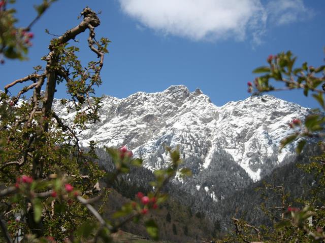 fruehling-bluete-apfelbluete-berg-partschins-mandy-spechtenhauser-20-21-50