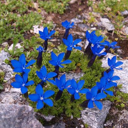 Die Flora im Naturpark Texelgruppe