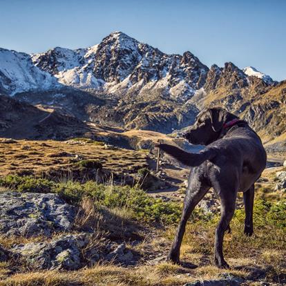 Experience South Tyrol with dog