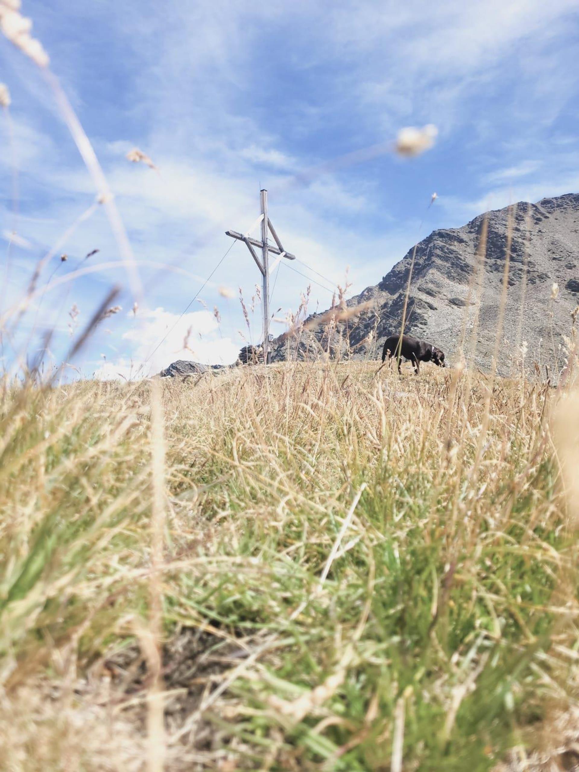 hund-wandern-tg-naturns-deborah-mair