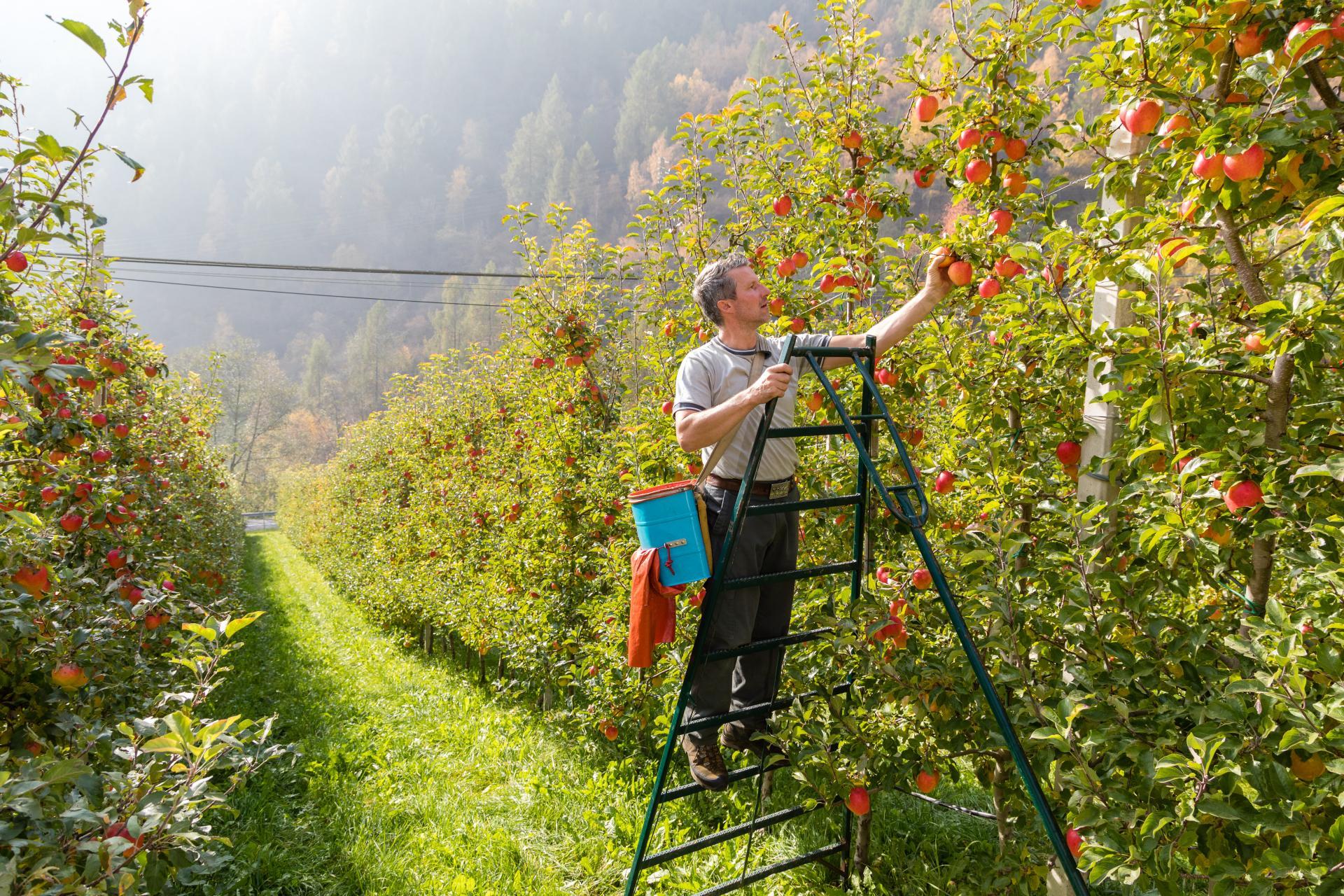 apfelsaft-nischlhof-peter-santer-1