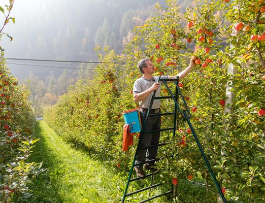 apfelsaft-nischlhof-peter-santer-1