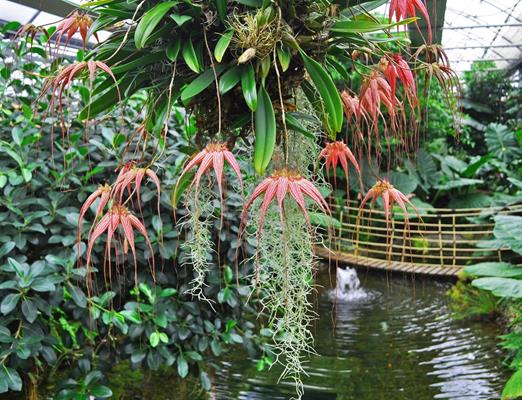 Sehenswürdigkeiten-Raffeiner Orchideenwelt-Lana und Umgebung