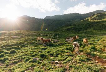 Escursioni sicure sulle malghe