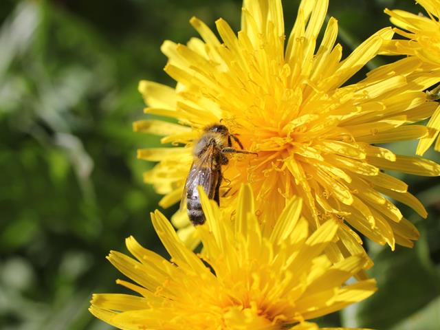 Dandelion weeks 2024 from 13 april to 5 may